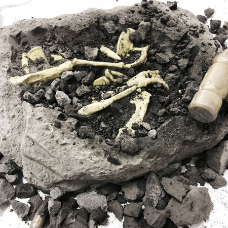 Di Yu Di Yu Children's Toys Archeology Toys Dinosaur Fossil Excavation Toys Exploration Model Skeleton Boys Girls Handmade Creative DIY Triceratops BFQ-DT801HH Di Yu Di Yu Children's Toys Archeology Toys Dinosaur Fossil Excavation Toys Exploration Model Skeleton Boys Girls Handmade Creative DIY Triceratops BFQ-DT801HH