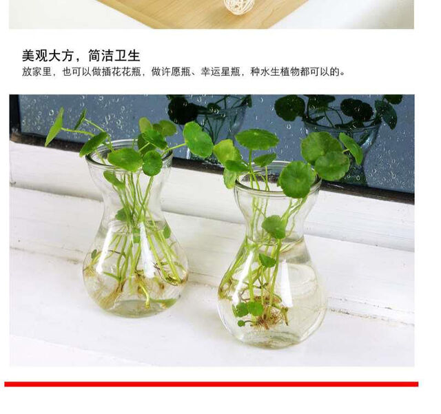 风信子水培植物花瓶创意水培容器透明玻璃瓶花盆瓶插养花植物器皿 1个