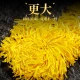 Gongyuan chrysanthemum tea golden silk imperial chrysanthemum big flowers 30 independent small packaging a cup of a special fetal chrysanthemum herbal tea Gongyuan chrysanthemum tea golden silk imperial chrysanthemum big flowers 30 independent small packaging a cup of a special fetal chrysanthemum herbal tea