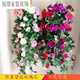 Flower with rattan on the wall room decoration vase floral wall hanging decoration flower rattan wall hanging Chlorophytum simulation rose living room interior wall green plant hanging basket flower silk flower rattan W 2 bunch mix and match set note color Flower with rattan on the wall room decoration vase floral wall hanging decoration flower rattan wall hanging Chlorophytum simulation rose living room interior wall green plant hanging basket flower silk flower rattan W 2 bunch mix and match set note color