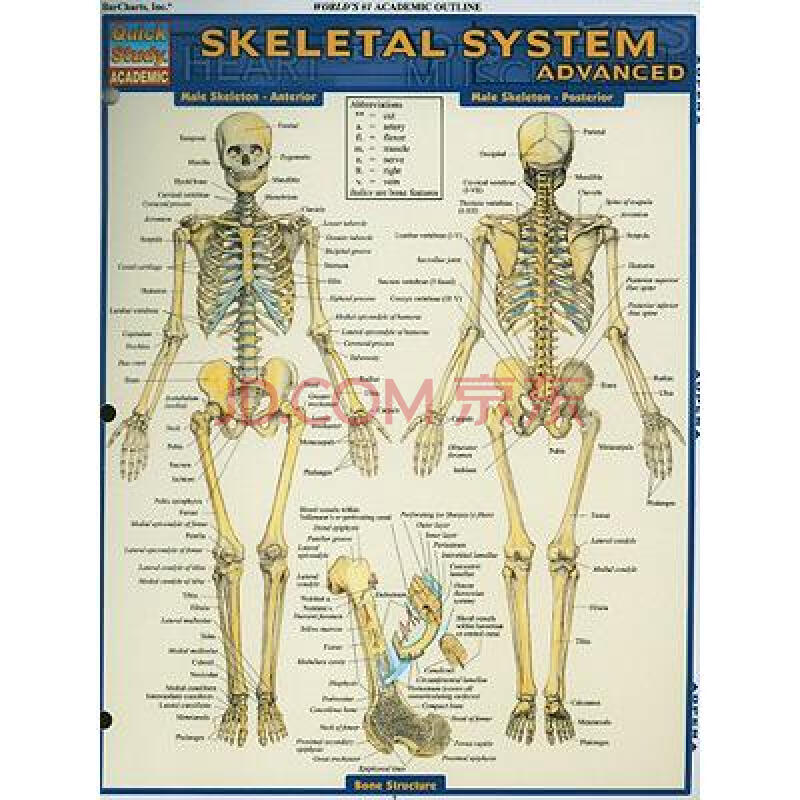 skeletal system: advanced