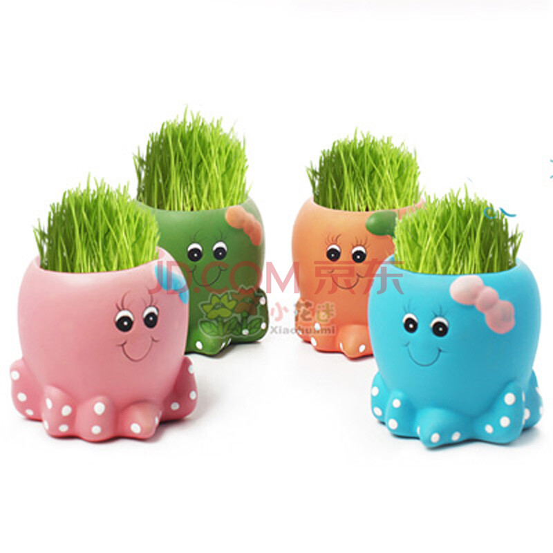 小花迷青草种植迷你植物盆栽\/草娃娃(章鱼宝宝
