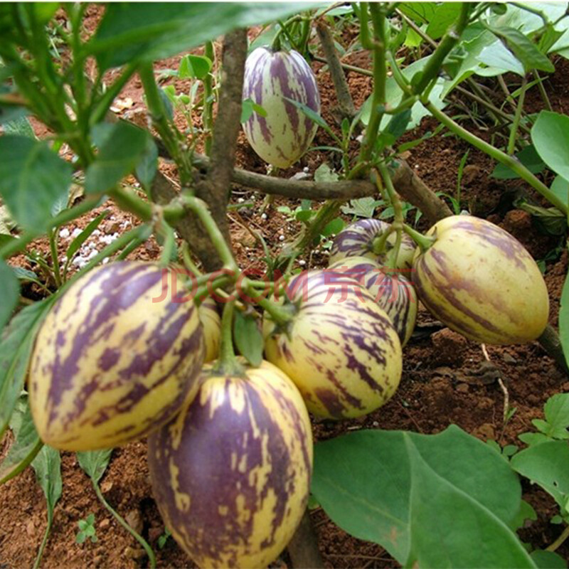 水果香瓜茄人参果水果果实