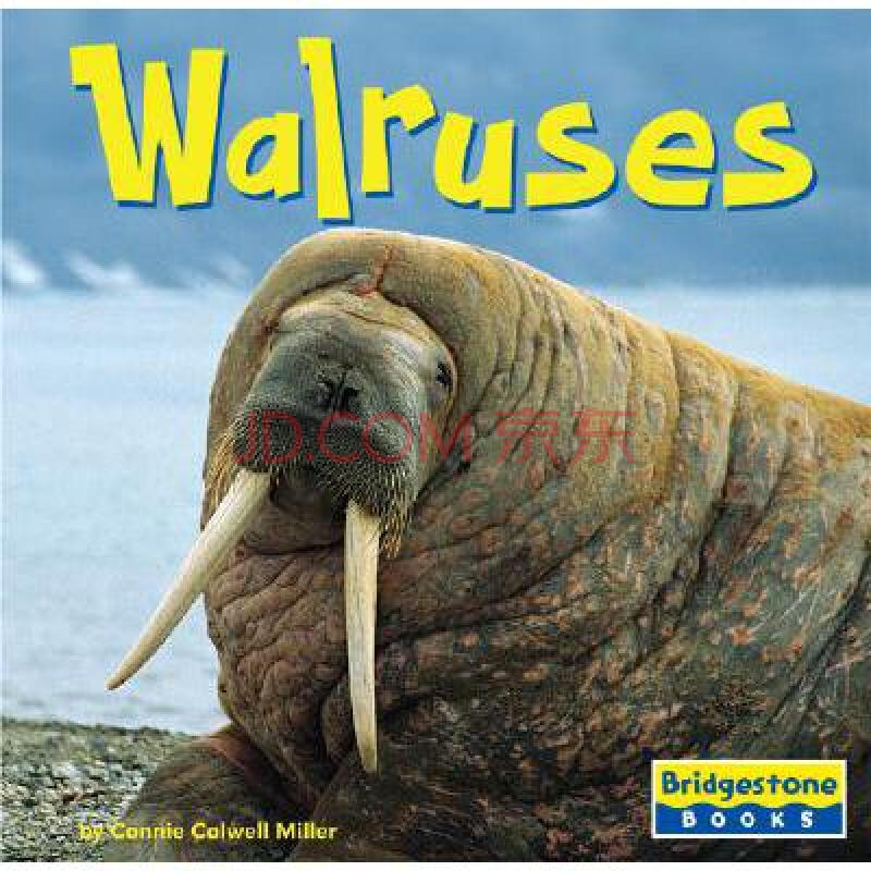 walruses图片-京东