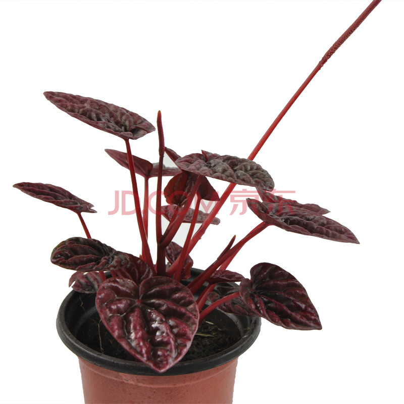 锦上 红皱叶椒草【红宝石】观叶植物吸甲醛二手烟防辐射 绿植盆栽图片-京东商城