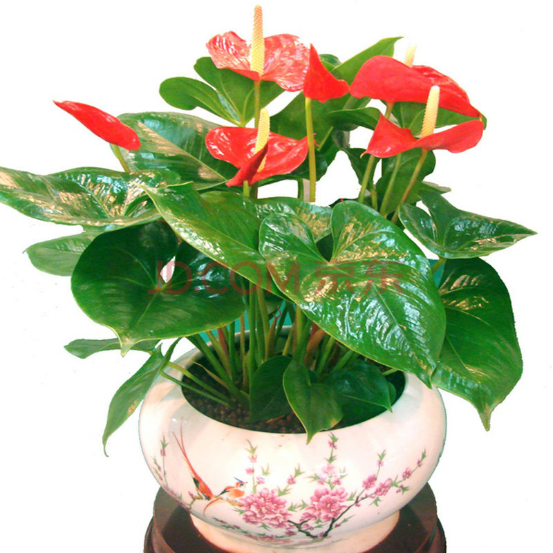 花堇 红掌 高30-40cm 可水培 室内高档盆栽 绿植花卉