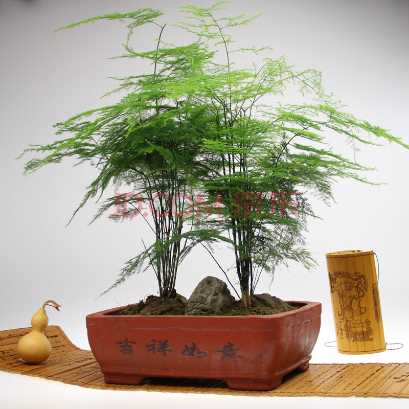 绿苑(文竹盆栽-)植物盆景办公室