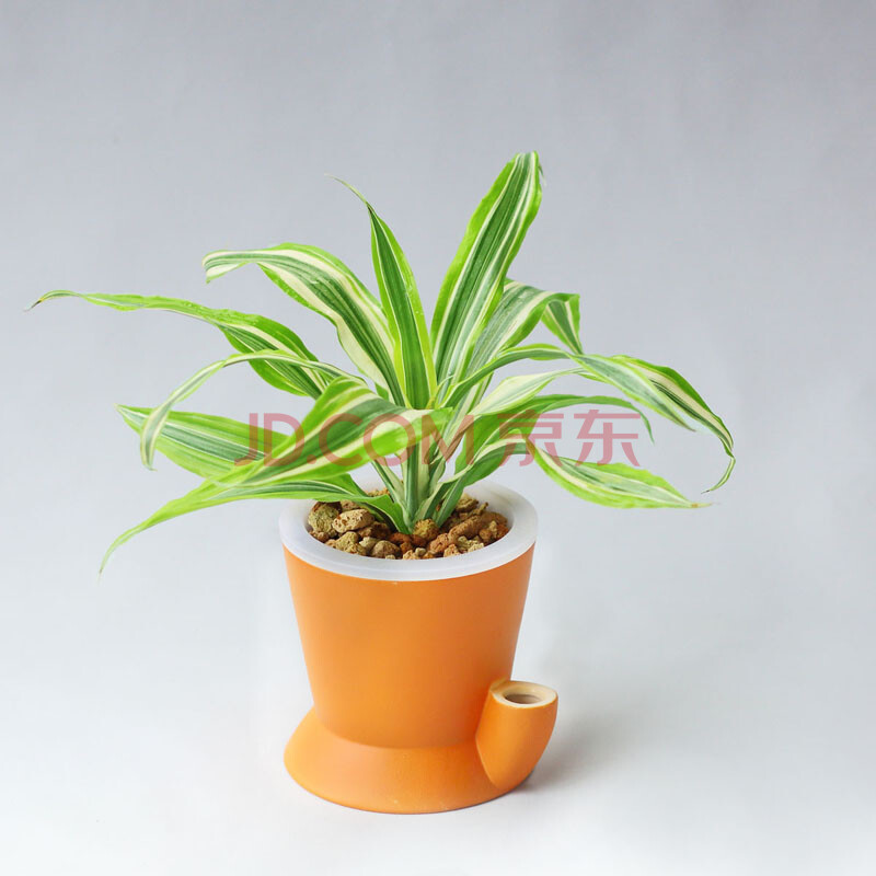 创意盆栽植物图片... img10.360buyimg.com 宽800x800高