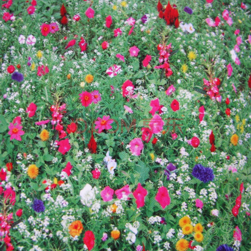 花草种子+观花花卉