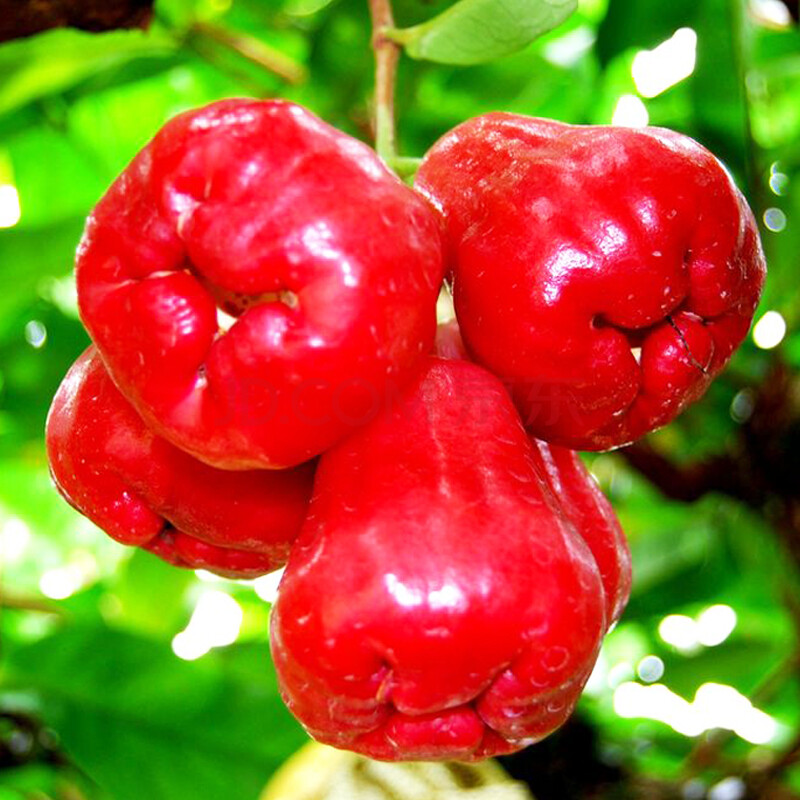 【中科鲜】进口莲雾 台湾黑金刚\/黑珍珠莲雾4