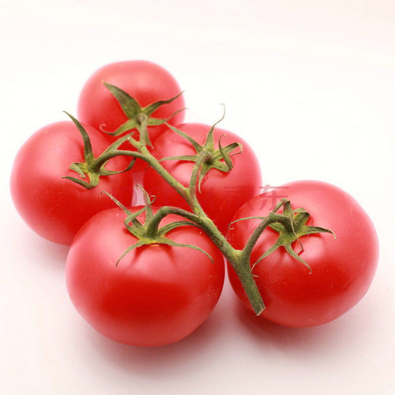 香远 番茄 西红柿种子 家庭阳台种植 盆栽蔬菜水果种子33种可选 29串