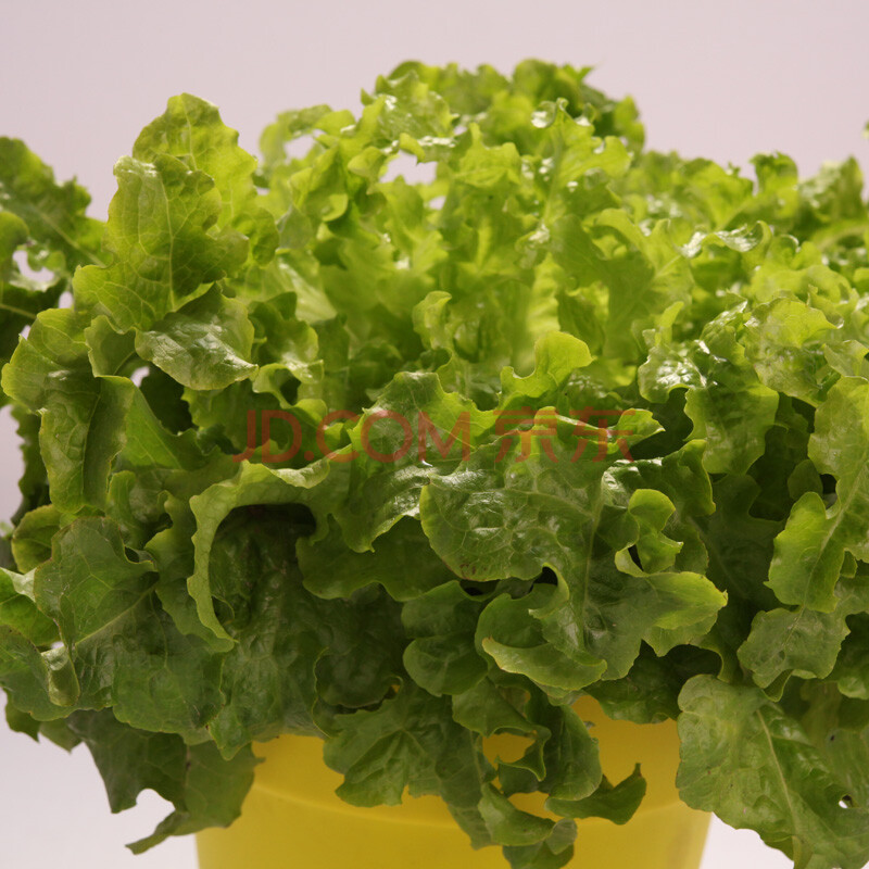 美乐棵新园丁种植种子套装 办公室内花卉种子