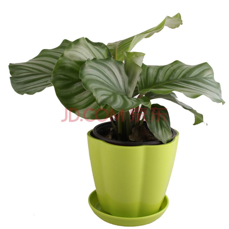 闻气体+青苹果竹芋