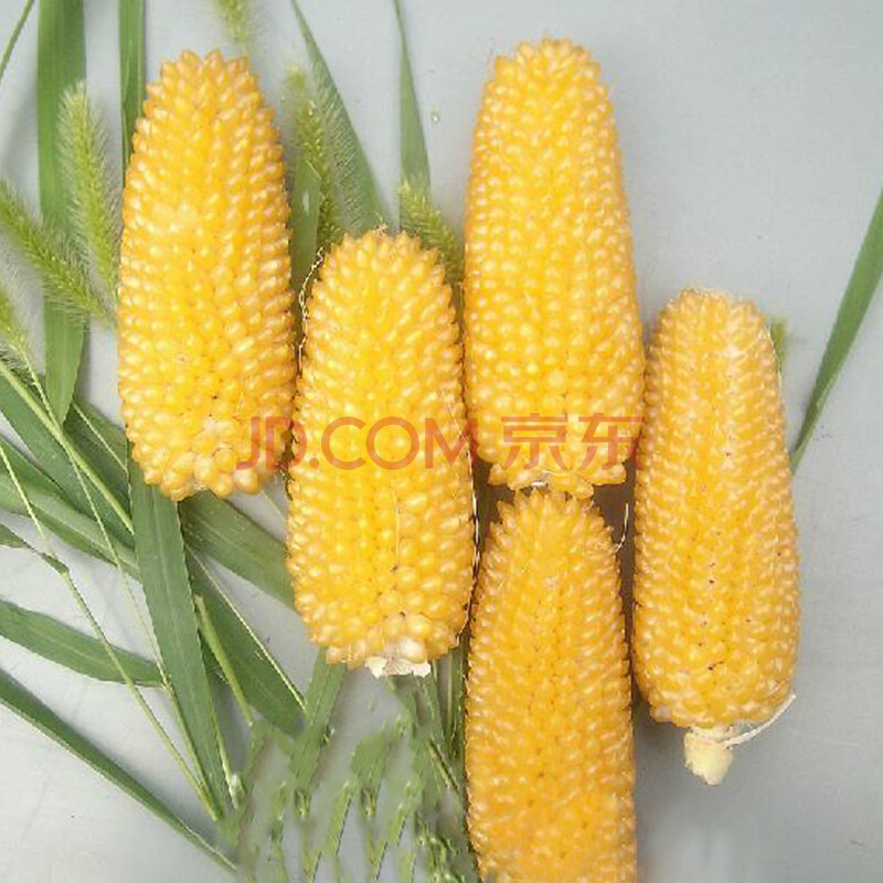 花堇 农业种植 玉米种子大全 玉米棒粒 糯玉米 