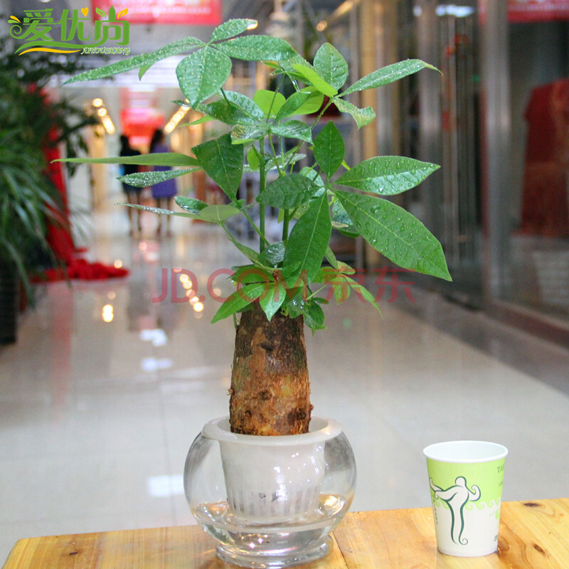 【爱优尚】水培小发财树