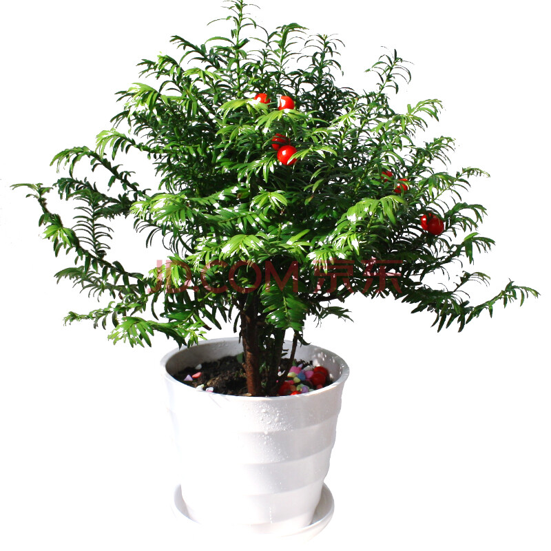 红豆牌红豆杉 防辐射吸甲醛净化空气 室内绿植和和美美盆景图片-京东商城