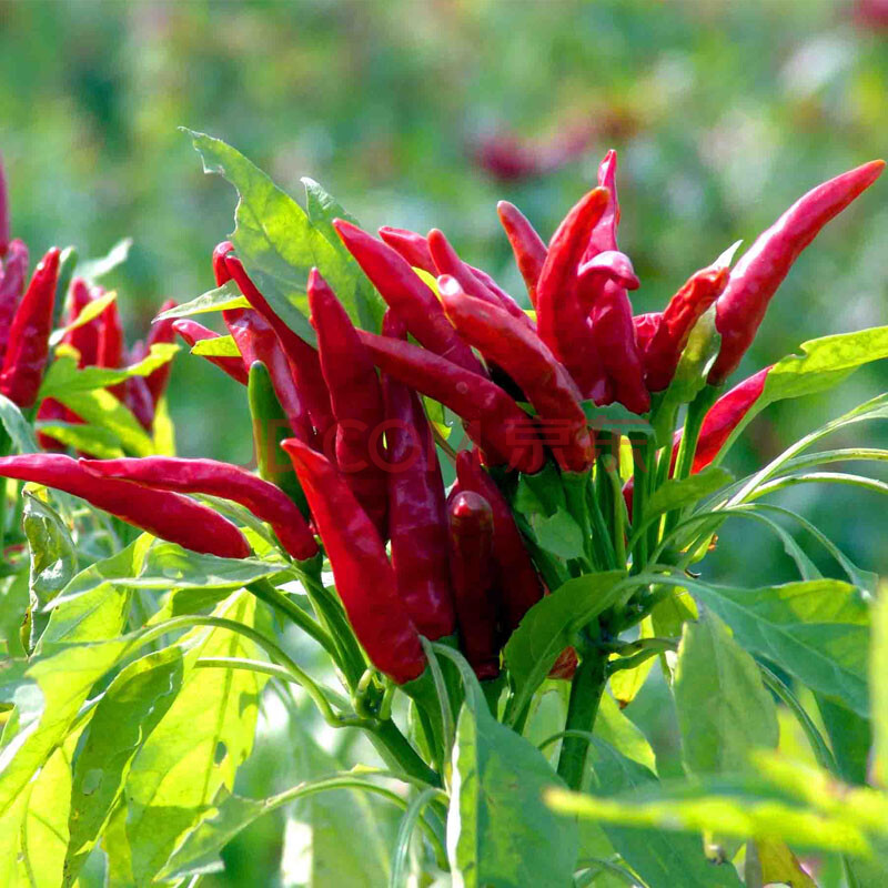 白<em>辣妹子</em>+大黄朝天<em>椒</em>