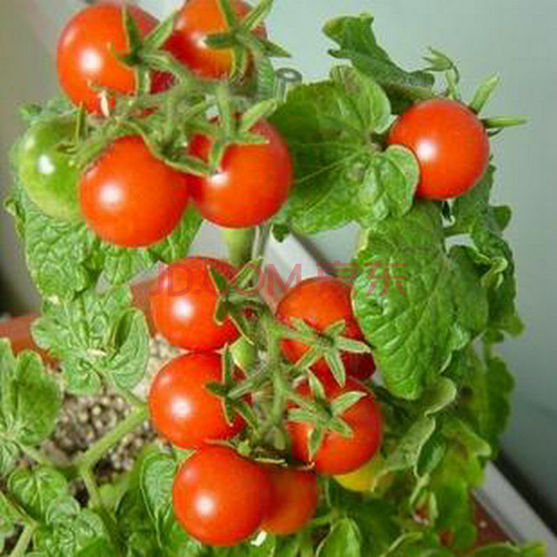 番茄+西红柿种子