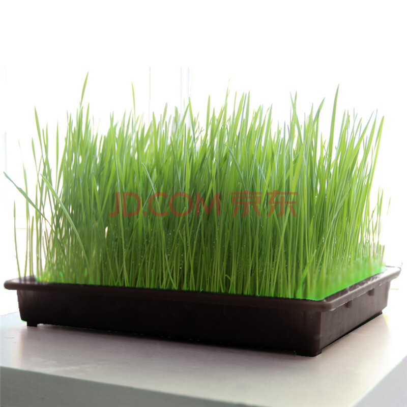 阳台种菜单层育苗盘水培芽苗菜种植盘无土栽培