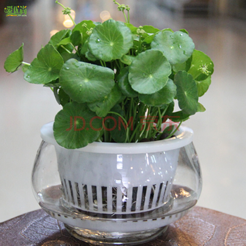 办公室绿化盆景+园艺工具