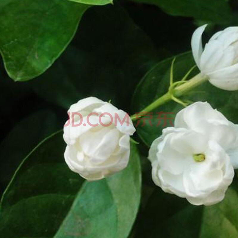 茉莉花二胡谱子展示