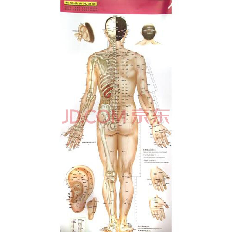 人体穴位标准挂图 中英文对照 高血压病保健图