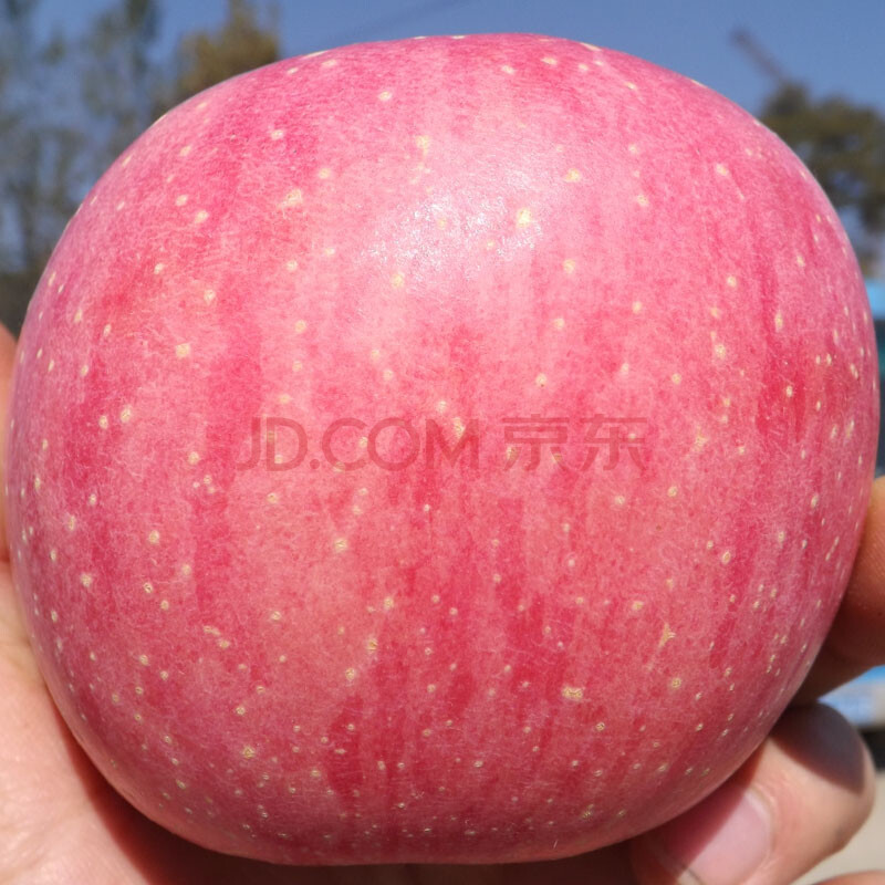 我想吃烟台红富士苹果哪里有卖?必须新鲜