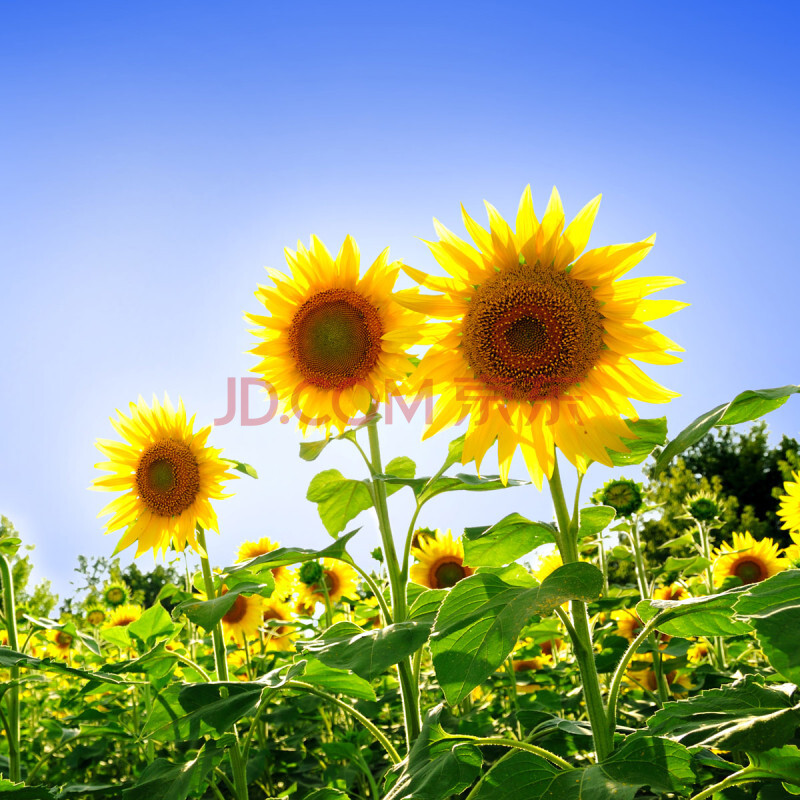 向日葵种子 葵花种子 盆栽四季播种 食用太阳花