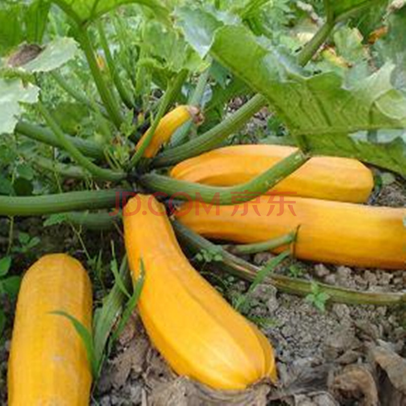 葫芦种子多品种哪种好 葫芦籽种子牌子同款