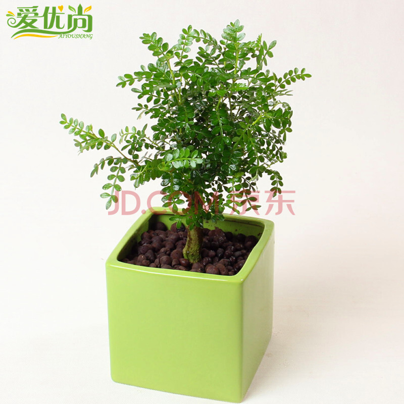 清香木盆栽+室内植物