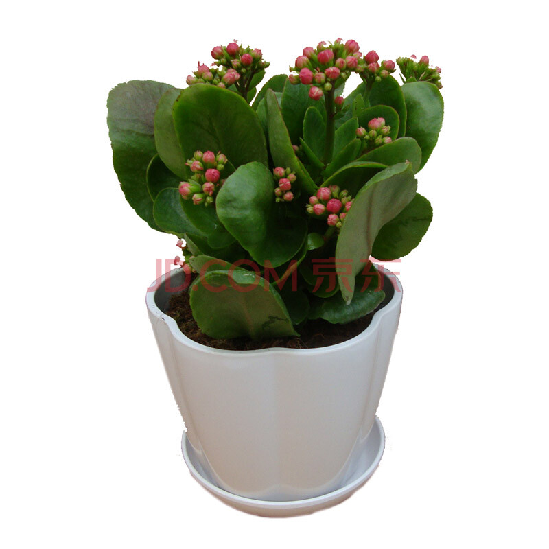 室内花卉植物名称图片