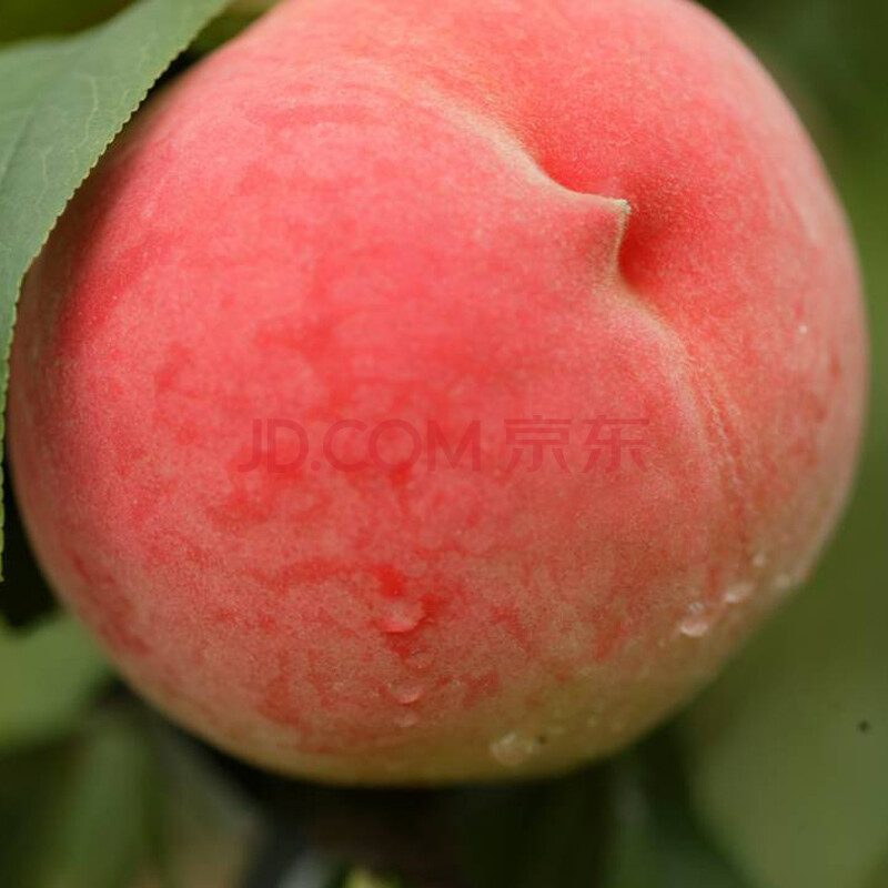 北京平谷大桃大久保桃24号9号水蜜桃3KG一盒