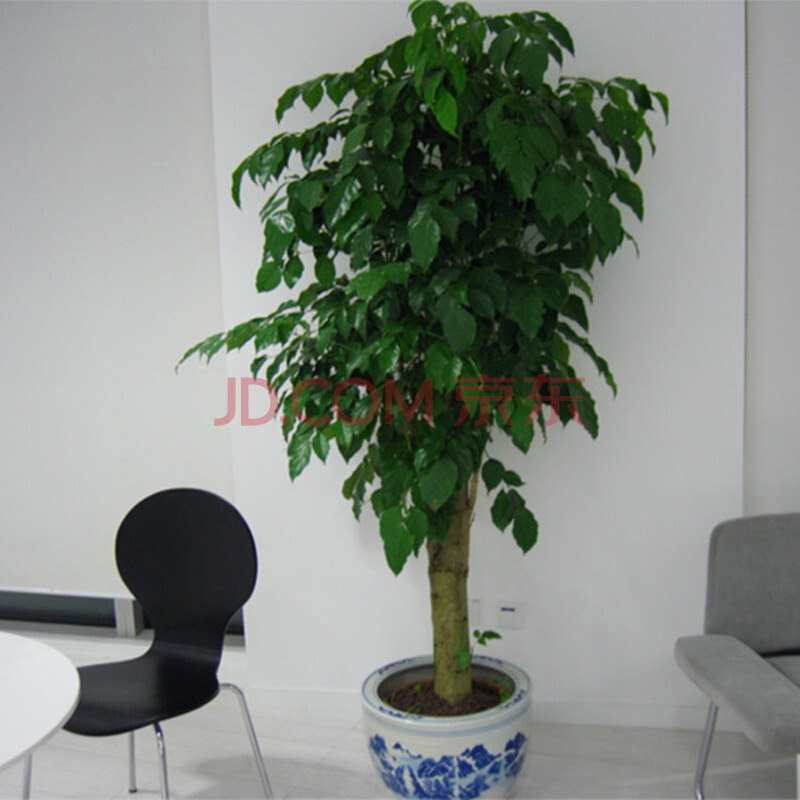 绿宝树 幸福树 绿植 盆栽 室内大型植物 植物 高档花卉 礼品