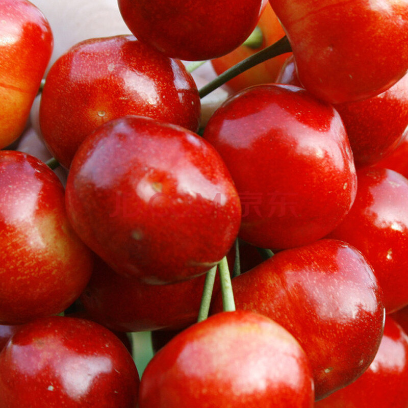 山东大红灯樱桃1.5kg装