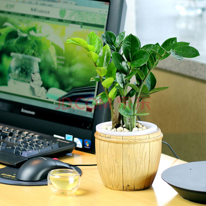 【花清枫】金钱树盆栽