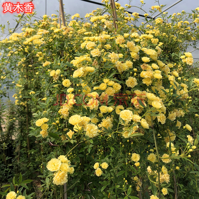 中梦木香花苗浓香四季开花红木香耐寒庭院攀爬植物红花蔷薇黄木香盆栽