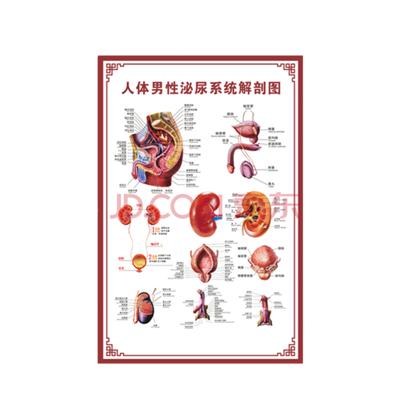 人体男性泌尿系统解剖图 【40寸:70x105cm】