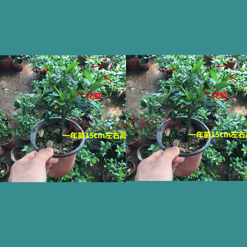 三木园艺 栀子花大树苗枝枝花 栀子花 四季栀子花老桩