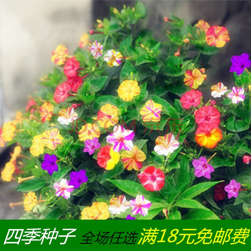 重瓣太阳花种孑重瓣 七彩太阳花种子四季重瓣太阳花籽