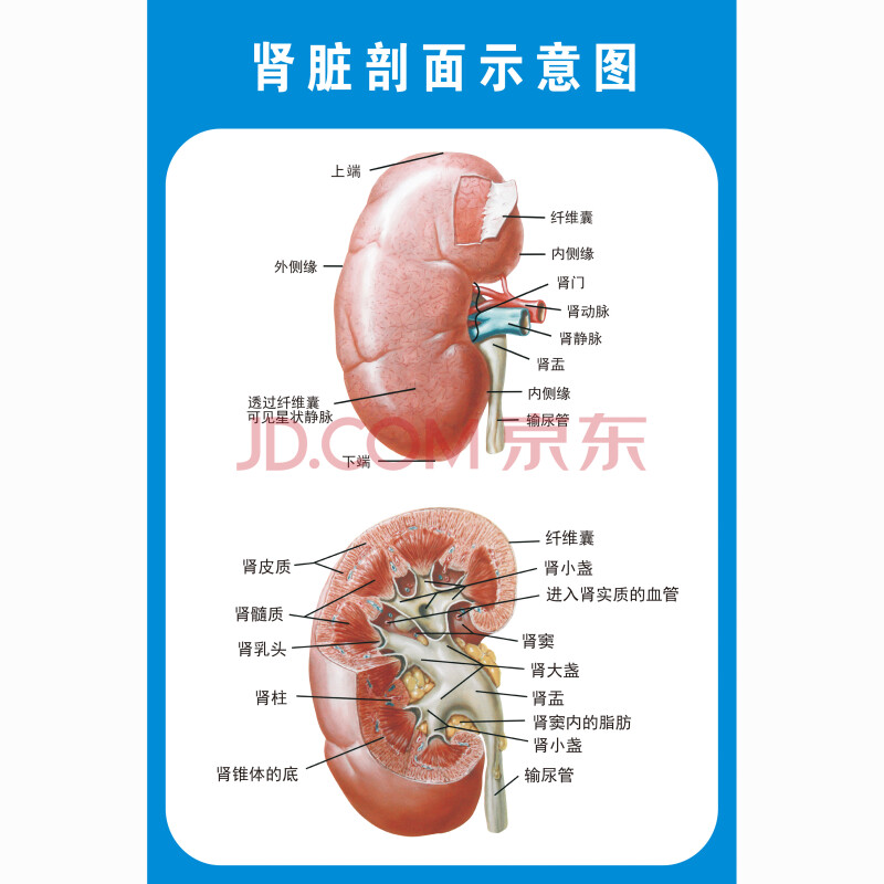 示意图医学宣传挂图人体器官心脏结构图医院海报 人体肾脏剖面示意图