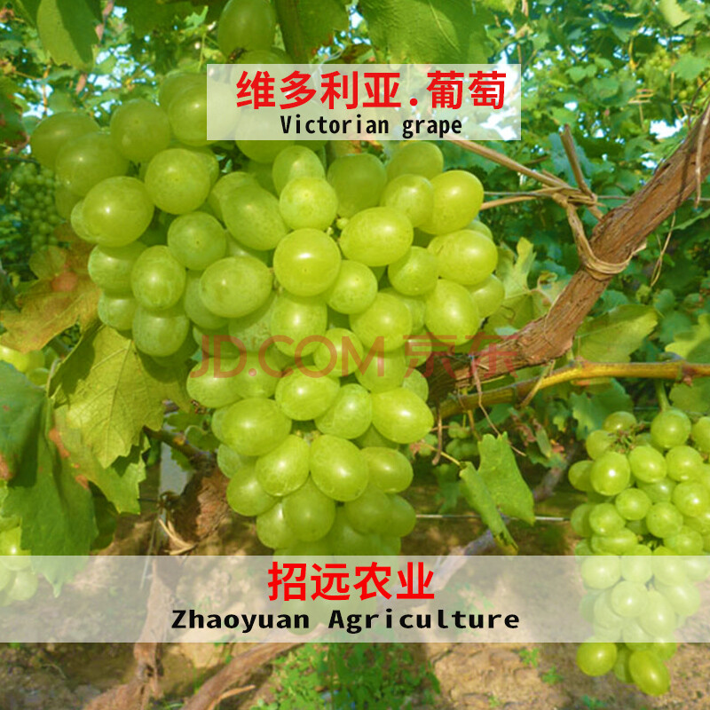 维多利亚葡萄苗各种水果苗果树不嫁接苗果树苗葡萄树苖南方种植苗 4年
