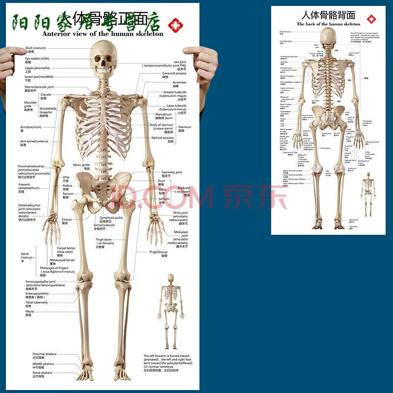 标准人体骨骼图大挂图片全身高清人体骨骼结构图解剖图全身海报