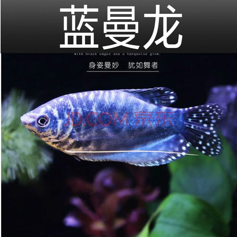 蓝曼龙黄曼龙鱼活体中小型热带观赏鱼宠物鱼丝足科马甲鱼包活 6-7cm