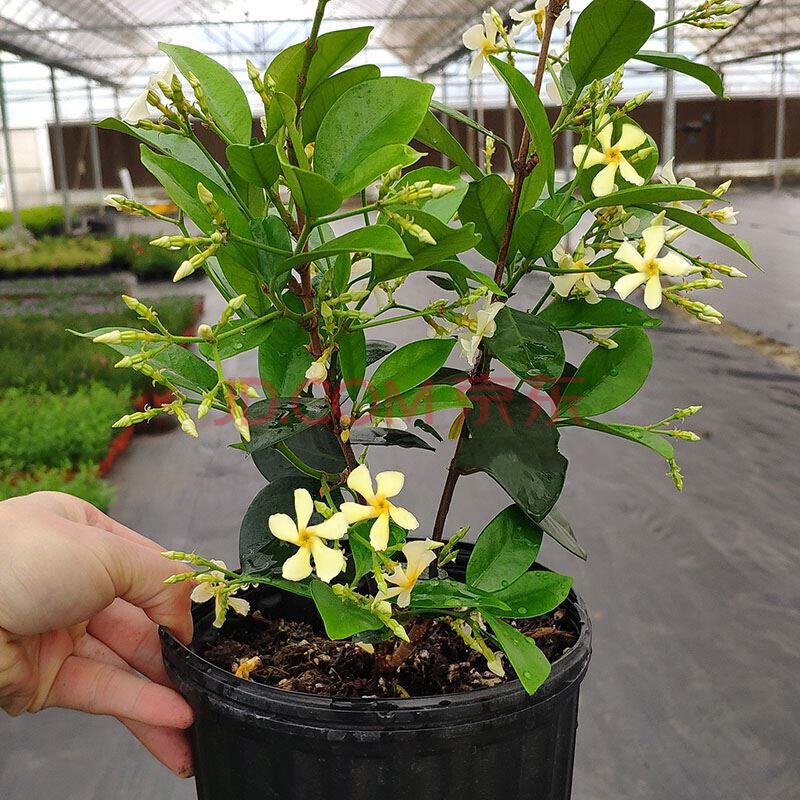 庭院爬藤植物室内阳台盆栽风车茉莉银丝茉莉花苗四季常青开花芳香