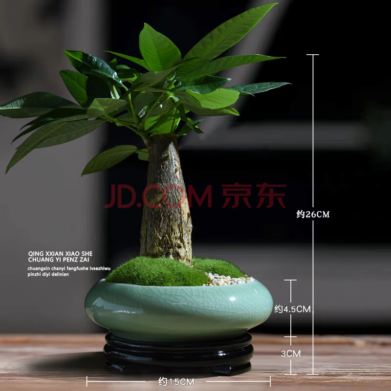 发财树室内耐阴植物办公室绿植四季常绿哥窑小盆栽耐旱n5 发财树(哥窑