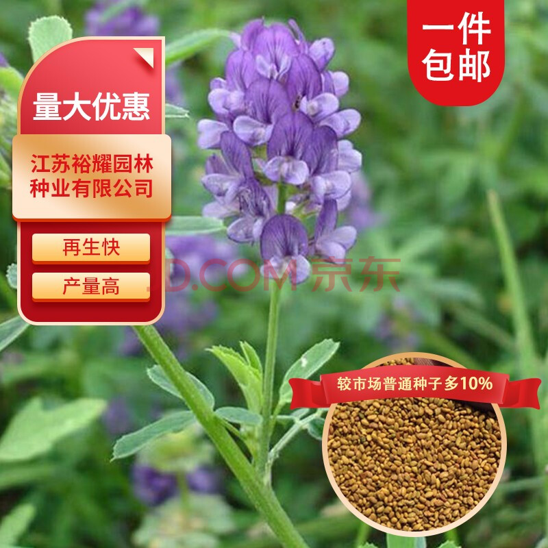 好客花乡紫花苜蓿草种子食用苜蓿菜孑多年生四季牧草种籽鸡鸭鹅牛猪羊