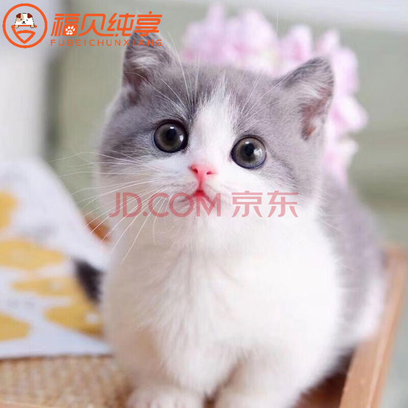 【jd保障】英短猫幼猫纯种宠物英国短毛猫蓝猫幼猫异国短毛猫英短猫蓝