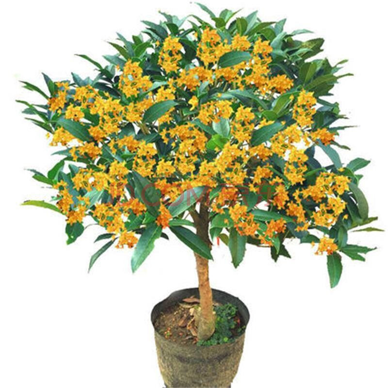 桂花树苗 桂花盆栽花卉 植物室内 金桂浓香型八月夜桂花盆景 桂花大苗