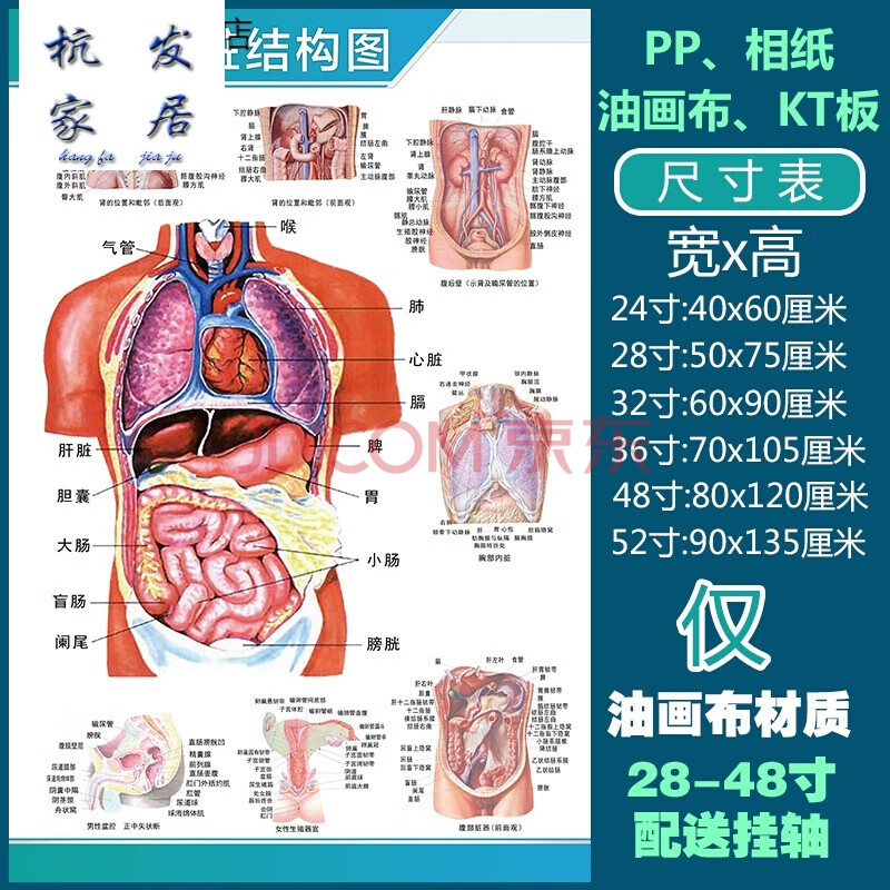 【新品】人体解剖彩色学骨骼结构图神经肌肉五脏六腑淋巴示意解刨器官