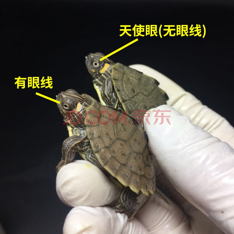 观赏宠物龟网红小乌龟活体小宠密西西比黑瘤地图龟 地图2-4cm天使眼